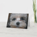 Recherche de apso vœux cartes Lhasa