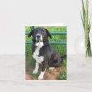 Search for shelters cards Rescue