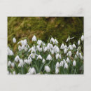 Recherche de snowdrops cartes postales Neige