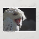 Recherche de hibou neigeux posters Chouette