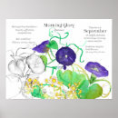 Search for aster flower posters Asters