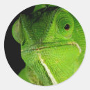 Search for gallo stickers Animal