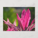 Search for paradise island bahamas postcards Caribbean