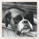 Recherche de canin bar Boxeur