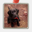 Search for black lab ornaments Nature