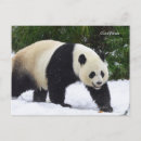Recherche de pandas géants cartes postales Animaux