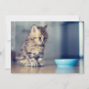 Recherche de persan vœux cartes Jeune animal