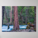 Recherche de forêt de séquoia posters Ruisseau