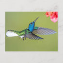 Search for colibri postcards Tropical