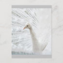 Recherche de paon blanc cartes postales Beau
