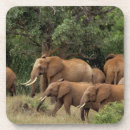 Search for herd coasters Mammal