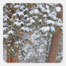 Search for flathead stickers Lake