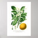 Recherche de orange amère posters Illustration