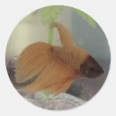 Recherche de betta autocollants Animal