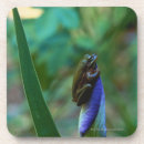 Search for tree frog barware Wildlife