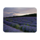 Search for fields magnets Lavender