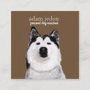 Recherche de husky cartes visite Vétérinaire