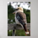 Search for kookaburra posters Australian