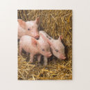 Search for piglet puzzles Pigs