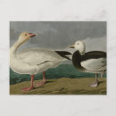 Recherche de birds of america postcards John james audubon