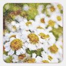 Recherche de peinture blanche autocollants Nature