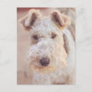 Recherche de terrier d airedale cartes postales Animal