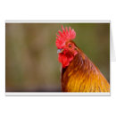 Recherche de jeune coq cartes postales Oiseau