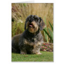 Search for wire haired dachshund postcards Panting