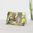 Search for screech owl cards Birds of prey