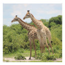 Recherche de giraffe painting posters Faune