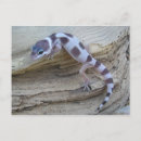 Search for white leopard postcards Snow