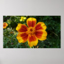 Search for marigold posters Red