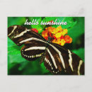 Recherche de sunshine cartes postales Papillon