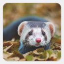 Recherche de furet mignon autocollants Adorable