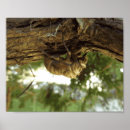 Search for insecte posters Insect photography