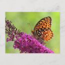 Search for fritillary horizontal postcards Wildlife