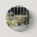 Search for adopt a cat buttons Kitty