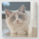 Search for calico cat coasters Pets