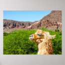 Search for salta South america