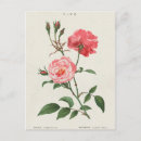 Search for rosas postcards French