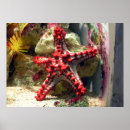 Recherche de poisson rouge posters Océan