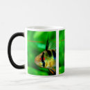 Search for dwarf kitchen dining Cichlid