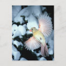 Search for wingspan postcards Wildlife