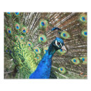 Recherche de peinture paon posters Faune