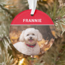 Recherche de bichon frise ornaments Chien