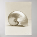 Search for nautilus shells posters Animals