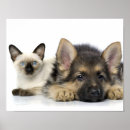 Recherche de chat domestique posters Image