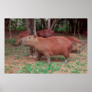 Search for capybara posters Wildlife