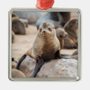 Search for baby seal ornaments Cute