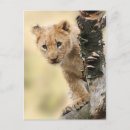 Search for climbing tree postcards Cute